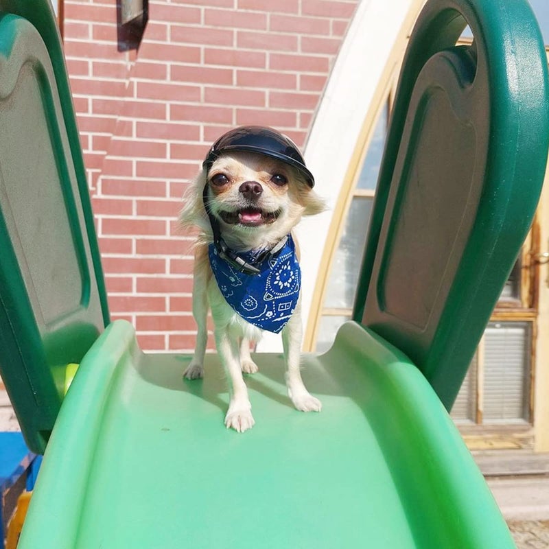 Namsan XSmall Dog Helmet, Dog Helmets for Small Dogs, Doggie Motorcycle Helmets, Outdoor Cat Bike Helmet for Head Protection, Adjustable, Black S - Image 5